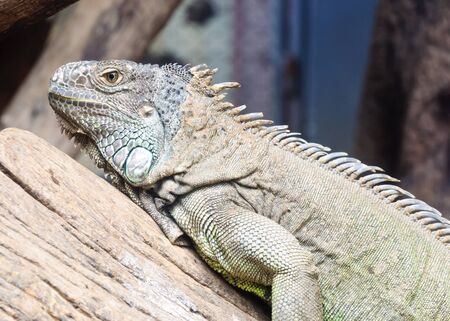 Large iguana laying on the branch in the zoo の写真素材