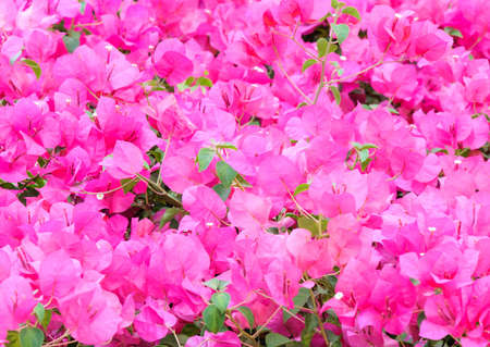 Pink bougainvillaea is blooming in the morning の写真素材