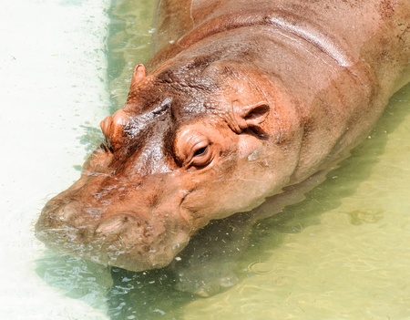 Old hippopotamus is swimming in the pond of zoo 