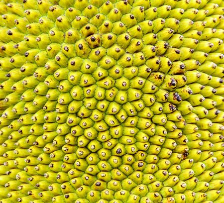The texture of jack fruit peel in country farm の写真素材