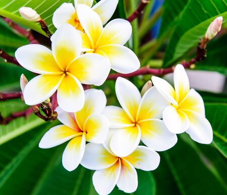 White frangipani flowers on the little tree in garden の写真素材