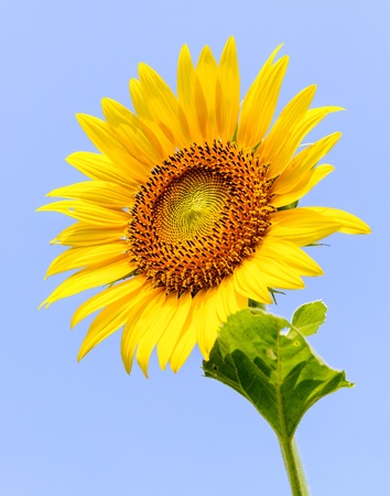 Lonely sunflower under the bule sky in summer time の写真素材