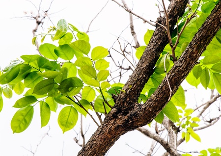 Pure fresh leaves of tree branch in the city park 