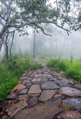 Nature trail of the nation park with soft fog in early morning の写真素材