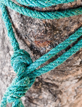 Green rope tied with the tree for safety の写真素材