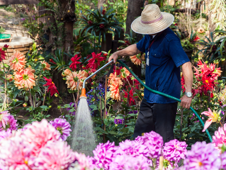 Men gardener is watering the blooming flowers in flower park の写真素材