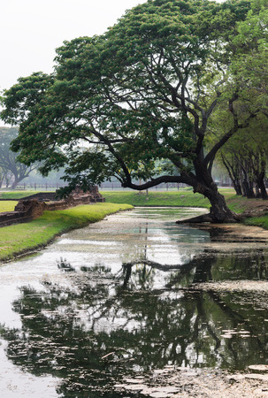 Large tree near the pond of peaceful park.の写真素材