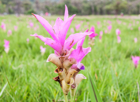 Fresh pink flower on the meadow of natural park.の写真素材