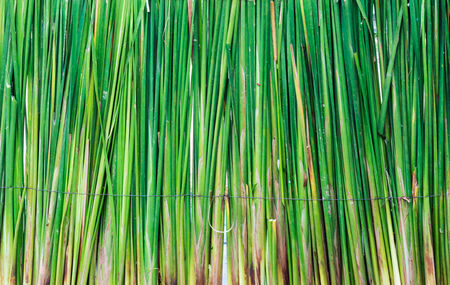 Fresh papyrus for backdrop in Thai wedding.の写真素材