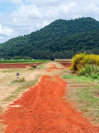 Dirt road to the corn farm.の写真素材