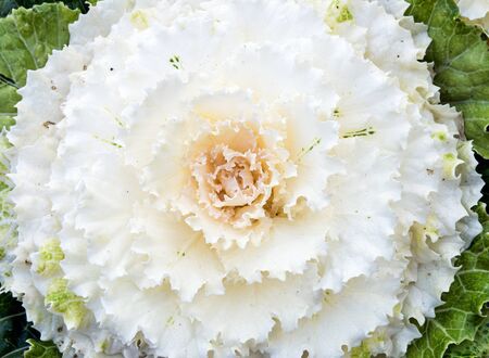 Blooming cabbage in the organic farm.の写真素材