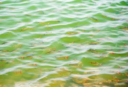 Small fish in the clear lake of national park.