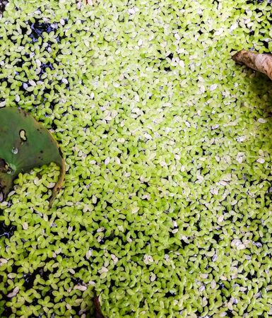 Fresh duckweed in the lotus pond.の写真素材