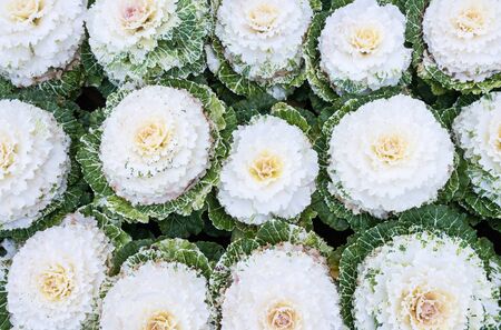 Blooming cabbage row in the organic farm.の写真素材