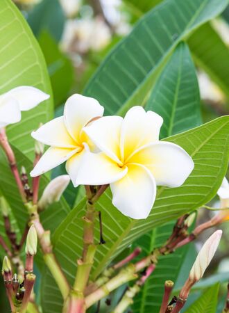 Fresh Plumeria flower in the countryside farm.の写真素材
