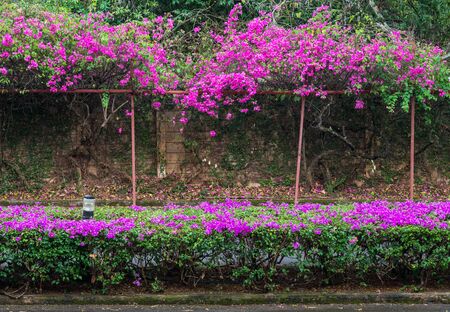 Pink Bougainvillea flower row on the small road.の写真素材