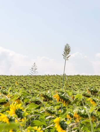 Alone high plant in the wilted sunflowers field.の写真素材