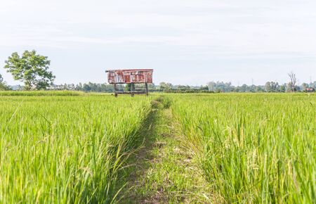 Old small hut of the farmer in the paddy filed,Thailand.の写真素材