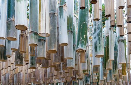 Dry bamboo section is rowing on the frame outside the countryside farm.の写真素材