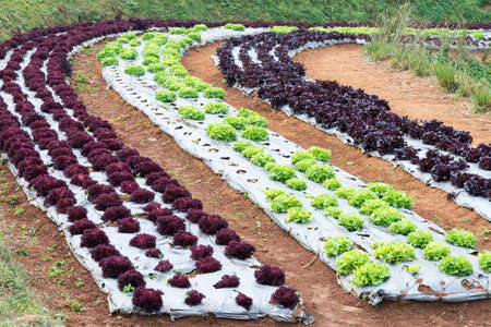 Fresh vegetable garden in the organic farm of Thailand.の写真素材