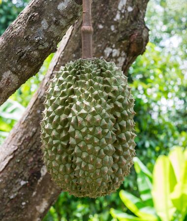 Large ripe durian of the organic farm in the countryside of Thailand.の写真素材