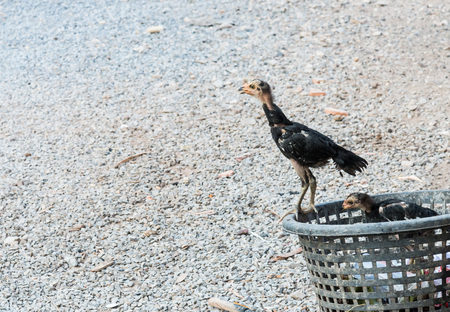Local young chicken on the plastic basket of the countryside farm in Thailand.の写真素材