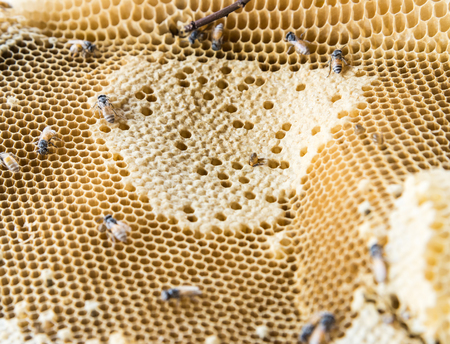Closeup of the small honeycomb from the natural farm, select focus.