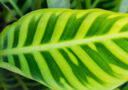 Closeup of the large leaf with the blur focus in the botanical garden.の写真素材