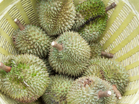 Ripe durian pile from the oganic farm in the large plastic basket.の写真素材