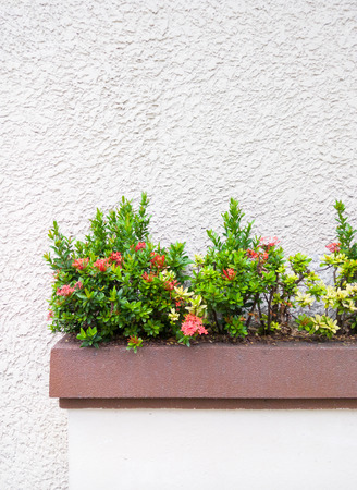 Red Ixora flower on the concrete pot which decorate in front of the white wall.の写真素材