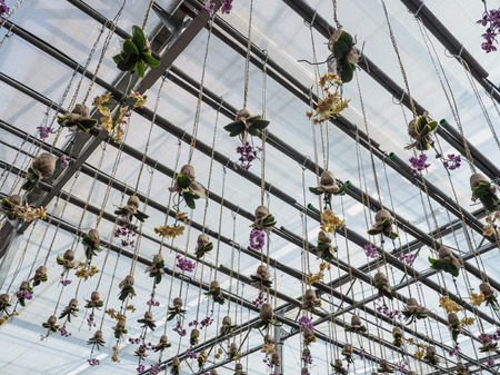 Inverse sackcloth pot with the beauty orchid is hanging on the roof beam of the botanical garden.の写真素材
