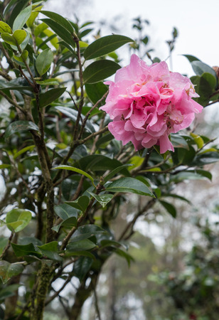 Pink azalea with the pure drop after the rain in the botanical garden.の写真素材