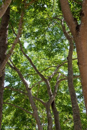 High canopy tree with the sunlight of the rainforest in the national park.の写真素材