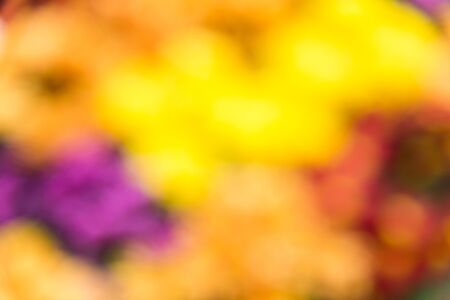 Blur focus background of the colorful floral garden in the moring.の写真素材