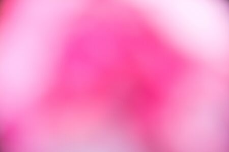 Pink blur background of the rose garden in the moring.