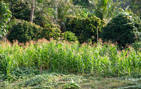 Small corn farm of the local farmer near the forest edge of the national park, countryside village in Thailand.の写真素材