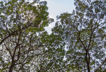 The high angle view of the canopy in the forest park with the clear blue sky, for relaxation on the weekend, high angle view with the copy space.の写真素材