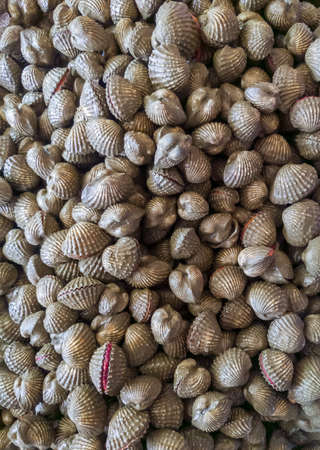 Fresh cockles pile on the metal tray from the sea ready to cook in the local restaurant near the...