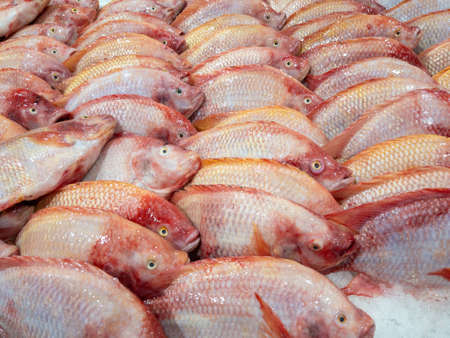 Group of the fresh red tilapia fish on the ice for sale in the supermarket in Thailand,  front view for the background.の写真素材