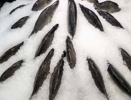 Group of the fresh tilapia fish are displayed on the crushed ice for sale in the supermarket in Thailand,  front view for the background.の写真素材