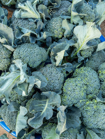 Fresh organic broccoli harvested from a local farm and displayed for sale at a traditional market, showcasing natural green vegetables and healthy organic produce.の写真素材