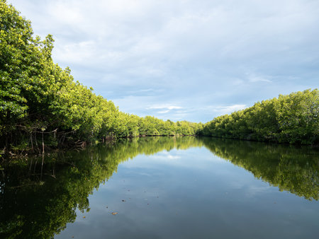 Peaceful view of mangrove trees surrounding a calm coastal lagoon near the river mouth, showing nature reflection and tropical wetland ecosystem under blue sky.の写真素材