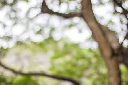 Natural light from the light bokeh background of foliage.の写真素材