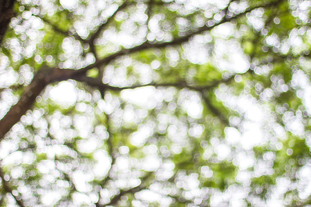 Natural light from the light bokeh background of foliage.の写真素材