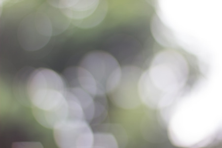 Natural light from the light bokeh background of foliage.の写真素材