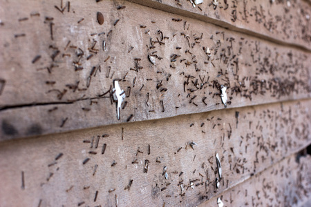 Old wood wall