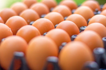 Fresh chicken eggs from farm / natural green background.