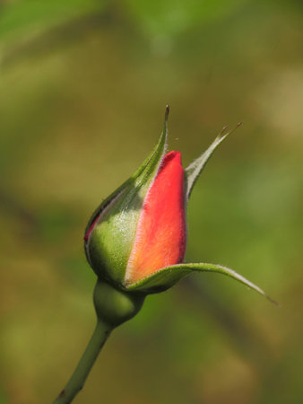 Another rose budの写真素材