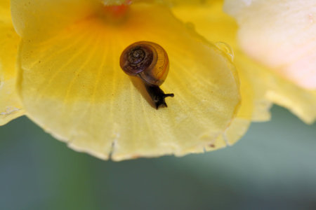 Snail attackの写真素材
