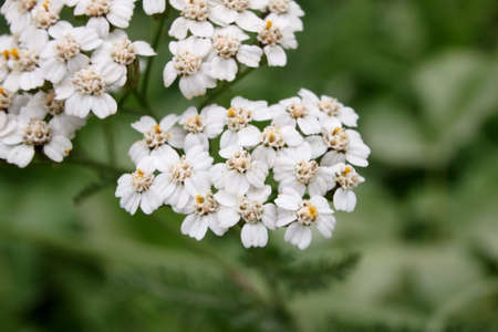 White yarrow near woodsの写真素材